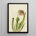 Sarracénie de Catesby Sarracenia catesaei - Mary Vaux Walcott — framed artwork on a wall