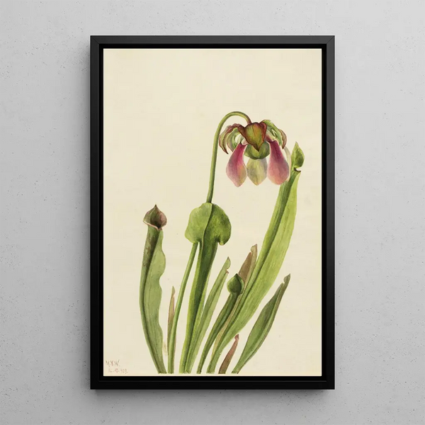 Sarracénie de Catesby Sarracenia catesaei - Mary Vaux Walcott — framed artwork on a wall