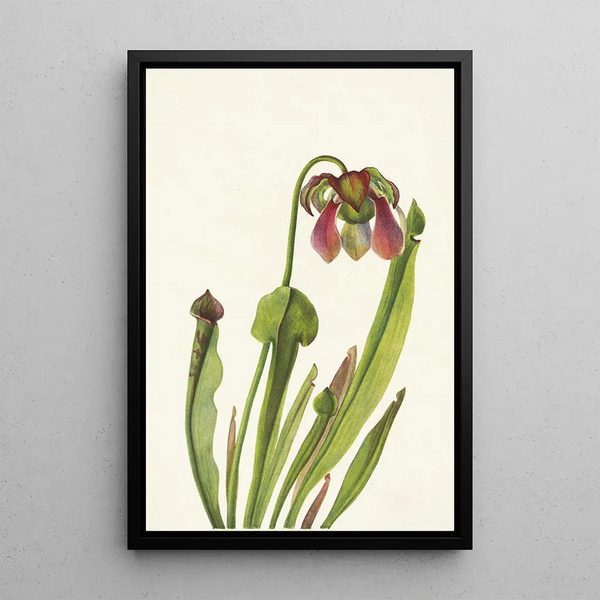Sarracénie de Catesby Sarracenia catesbaei - Mary Vaux Walcott — framed artwork on a wall