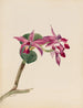Cattleya fier - Mary Vaux Walcott — artwork view