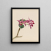 Cattleya fier - Mary Vaux Walcott — framed artwork on a wall