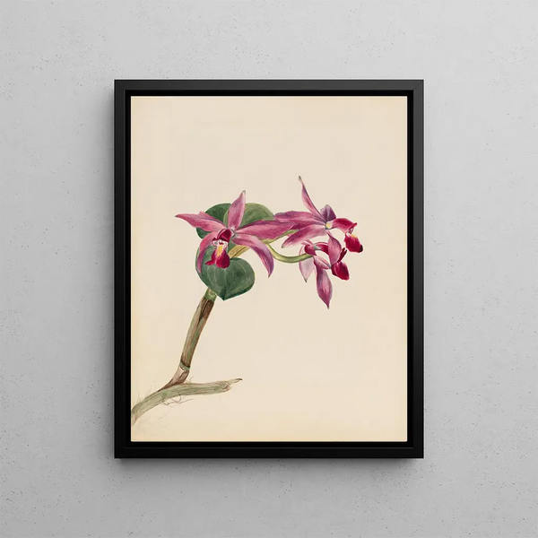 Cattleya fier - Mary Vaux Walcott — framed artwork on a wall
