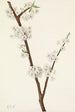 Prunier Chickasaw Prunus angustifolia - Mary Vaux Walcott — artwork view