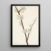 Prunier Chickasaw Prunus angustifolia - Mary Vaux Walcott — framed artwork on a wall