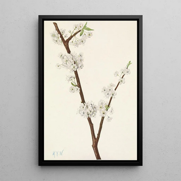 Prunier Chickasaw Prunus angustifolia - Mary Vaux Walcott — framed artwork on a wall