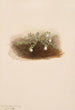Chiogenes hispidula - Mary Vaux Walcott — artwork view