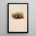 Chiogenes hispidula - Mary Vaux Walcott — framed artwork on a wall