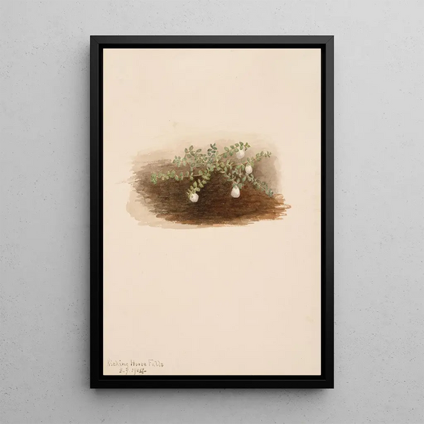 Chiogenes hispidula - Mary Vaux Walcott — framed artwork on a wall