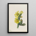 Cholla Opuntia whipplei - Mary Vaux Walcott — framed artwork on a wall