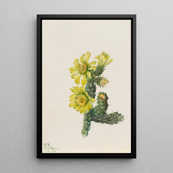 Cholla Opuntia whipplei - Mary Vaux Walcott — framed artwork on a wall