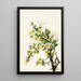 Cliffrose Cowania stanshuriana - Mary Vaux Walcott — framed artwork on a wall