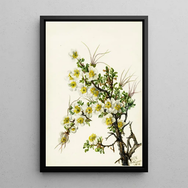 Cliffrose Cowania stanshuriana - Mary Vaux Walcott — framed artwork on a wall