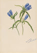 Gentiane fermée Gentiana andrewskii - Mary Vaux Walcott — artwork view