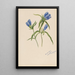 Gentiane fermée Gentiana andrewskii - Mary Vaux Walcott — framed artwork on a wall