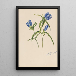 Mary Vaux Walcott - Closed Gentian Gentiana andrewskii.webp