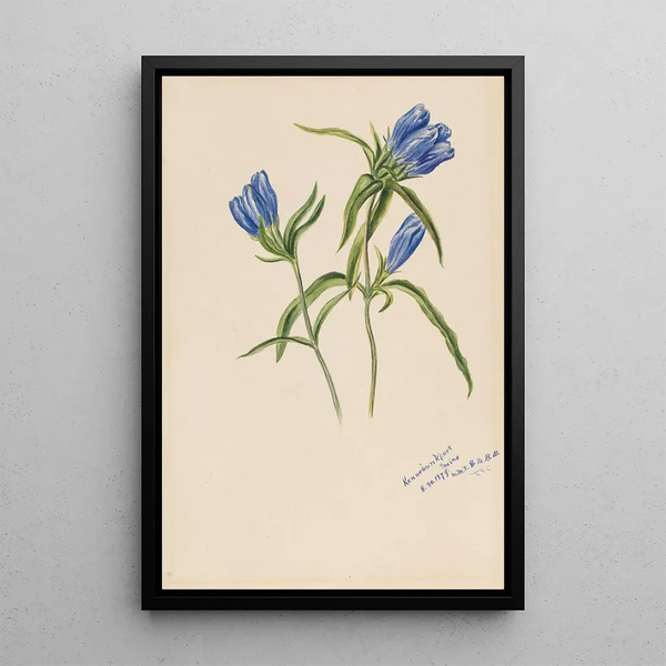 Gentiane fermée Gentiana andrewskii - Mary Vaux Walcott — framed artwork on a wall