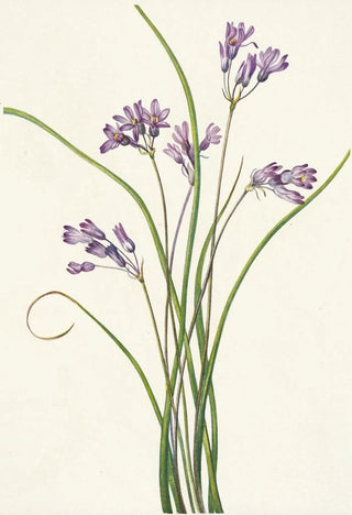 Mary Vaux Walcott - Clusterlily Hookera pauciflora.webp