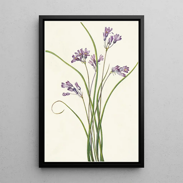 Clusterlily Hookera pauciflora - Mary Vaux Walcott — framed artwork on a wall
