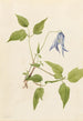 Clematis of Columbia Clematis columbiana - Mary Vaux Walcott — artwork view