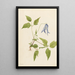 Clematis of Columbia Clematis columbiana - Mary Vaux Walcott — framed artwork on a wall