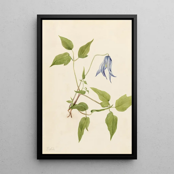 Clematis of Columbia Clematis columbiana - Mary Vaux Walcott — framed artwork on a wall