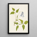 Columbia Clematis columbiana flower - Mary Vaux Walcott — framed artwork on a wall