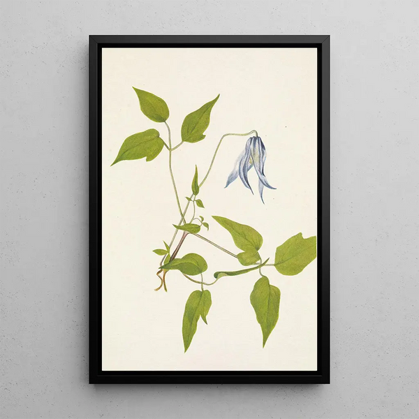 Columbia Clematis columbiana flower - Mary Vaux Walcott — framed artwork on a wall
