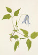 Columbia Clematis columbiana flower - Mary Vaux Walcott — artwork view