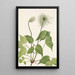 Fruit de clématite de Columbia Clematis columbiana - Mary Vaux Walcott — framed artwork on a wall
