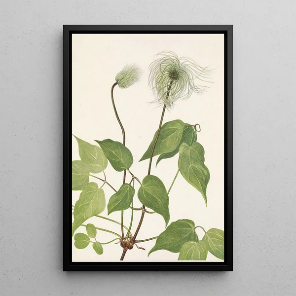 Fruit de clématite de Columbia Clematis columbiana - Mary Vaux Walcott — framed artwork on a wall