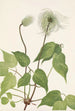 Fruit de clématite de Columbia Clematis columbiana - Mary Vaux Walcott — artwork view