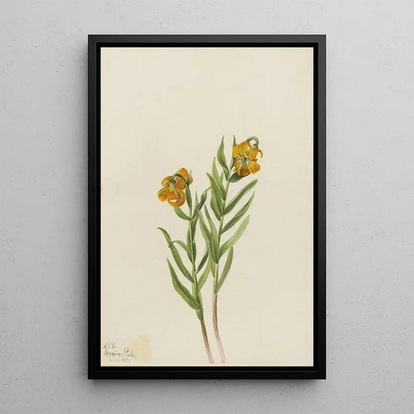Lys de Columbia Lilium columbianum - Mary Vaux Walcott — framed artwork on a wall