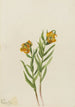 Lys de Columbia Lilium columbianum - Mary Vaux Walcott — artwork view