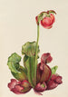 Sarracénie pourpre commune Sarracenia purpurea venosa - Mary Vaux Walcott — artwork view