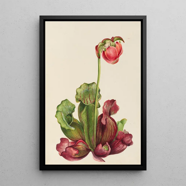 Sarracénie pourpre commune Sarracenia purpurea venosa - Mary Vaux Walcott — framed artwork on a wall
