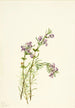 Conradina verticillata - Mary Vaux Walcott — artwork view
