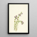 Conradina verticillata - Mary Vaux Walcott — framed artwork on a wall