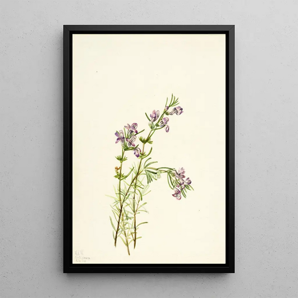 Conradina verticillata - Mary Vaux Walcott — framed artwork on a wall