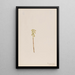 Corallorhiza corallorhiza - Mary Vaux Walcott — framed artwork on a wall