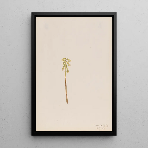 Corallorhiza corallorhiza - Mary Vaux Walcott — framed artwork on a wall