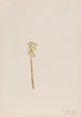 Corallorhiza corallorhiza - Mary Vaux Walcott — artwork view
