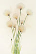 Linaigrette Eriophorum chamissonis - Mary Vaux Walcott — artwork view