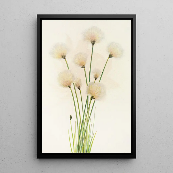 Linaigrette Eriophorum chamissonis - Mary Vaux Walcott — framed artwork on a wall