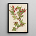 Viorne Cranberry Viburnum pauciflorum - Mary Vaux Walcott — framed artwork on a wall