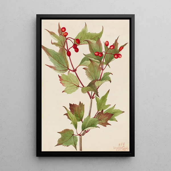 Viorne Cranberry Viburnum pauciflorum - Mary Vaux Walcott — framed artwork on a wall