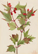 Viorne Cranberry Viburnum pauciflorum - Mary Vaux Walcott — artwork view