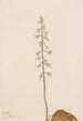 Orchis Tipularia uniflora - Mary Vaux Walcott — artwork view