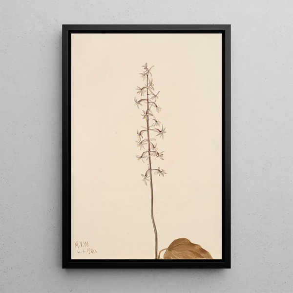 Orchis Tipularia uniflora - Mary Vaux Walcott — framed artwork on a wall