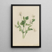 Violet cream Viola striata - Mary Vaux Walcott — framed artwork on a wall