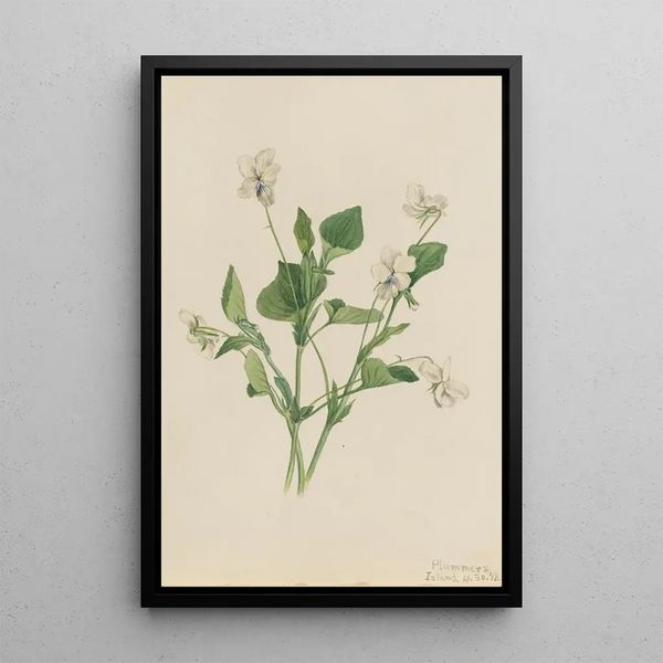 Violet cream Viola striata - Mary Vaux Walcott — framed artwork on a wall